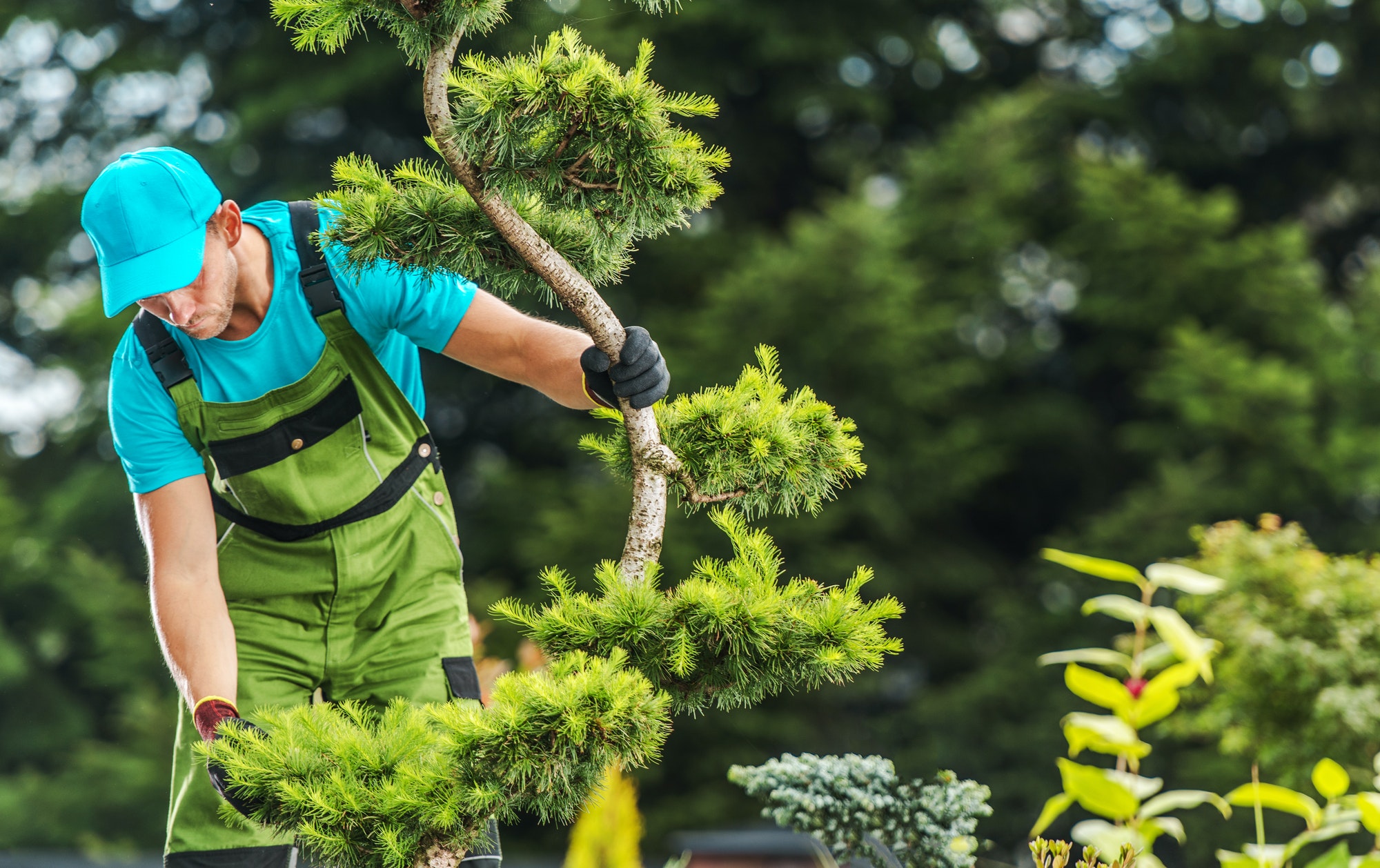 Gardener Checking Garden Tree Health